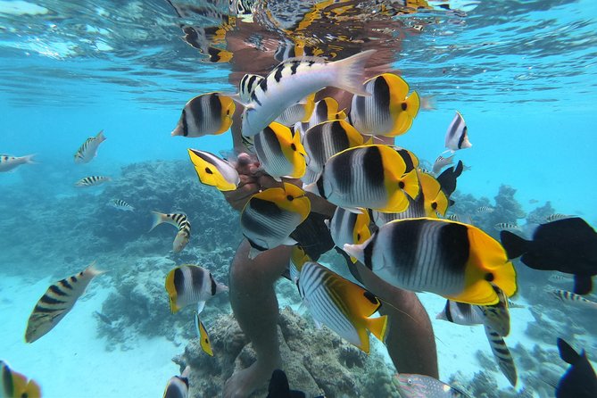 Half Day Snorkeling in Moorea - The first bay cruise and the search for dolphins