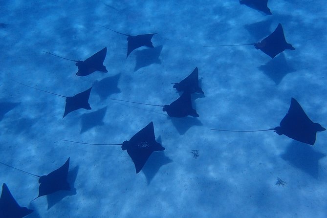 Half day Snorkeling Shared Boat Tour in Bora Bora - Key points before you book