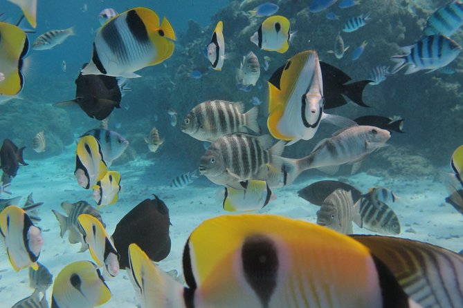Half day Snorkeling Shared Boat Tour in Bora Bora - A morning on Bora Bora’s lagoon