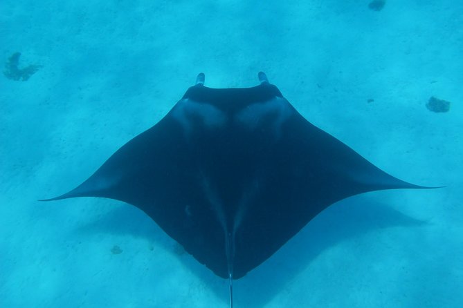 Half day Snorkeling Shared Boat Tour in Bora Bora - Stop two: eagle rays and stingrays in open water