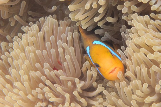 Half day Snorkeling Shared Boat Tour in Bora Bora - Stop four: a route shaped by the day