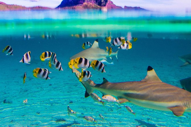 Half day Snorkeling Shared Boat Tour in Bora Bora - Why the small group matters