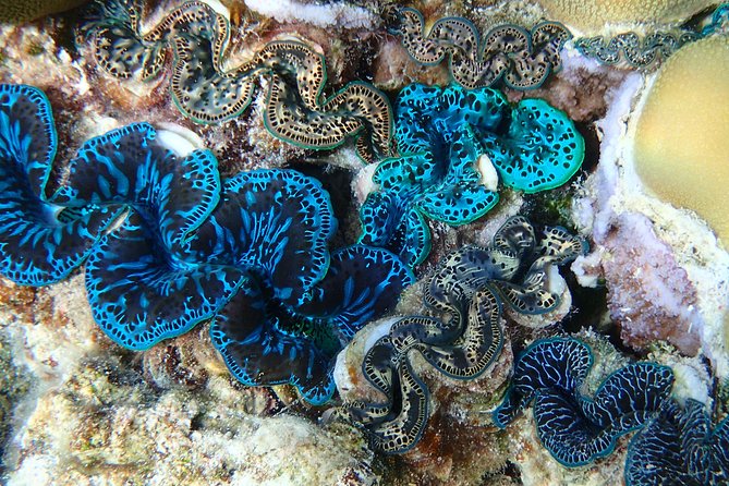 Half day Snorkeling Shared Boat Tour in Bora Bora - Price and value at $130