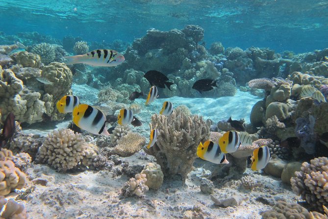 Half day Snorkeling Shared Boat Tour in Bora Bora - Stop one: searching for manta rays
