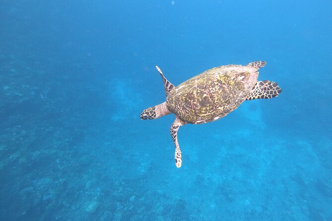 Half-Day Snorkeling Tour in Tahiti - The short version