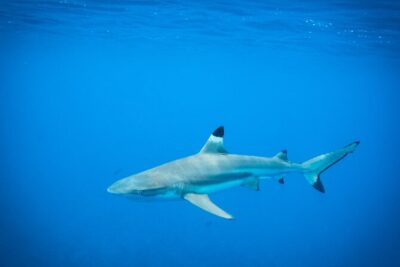 Half-Day Snorkeling Tour in Tahiti