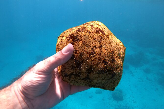 Half-Day Snorkeling Tour in Tahiti - Guides can make or break the outing