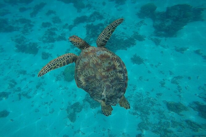 Half Day Tour lagoon discovery marine fauna flora small group - Third stop: dolphins along Moorea’s south coast