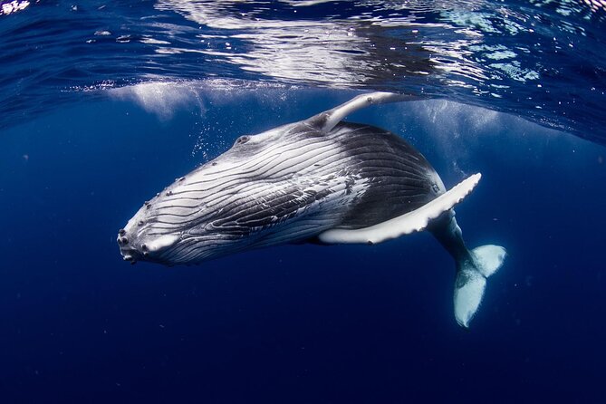 Half Day Tour : Moorea Snorkeling & Sailing on a Catamaran named Taboo - Weather is the one serious variable