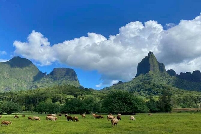 Half-Day Tour of Moorea Island in a Small Group - The ride matters as much as the route