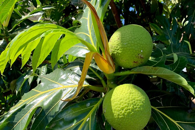 Half-Day Tour of Moorea Island in a Small Group - Cruise passengers need a careful meeting plan