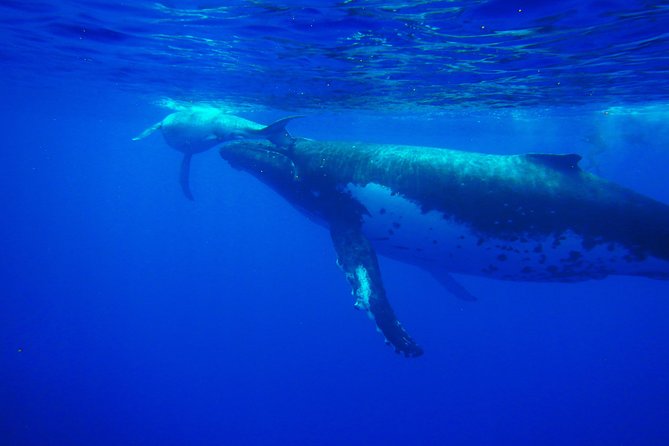 Half day whale tour 4h00 - The details that matter most