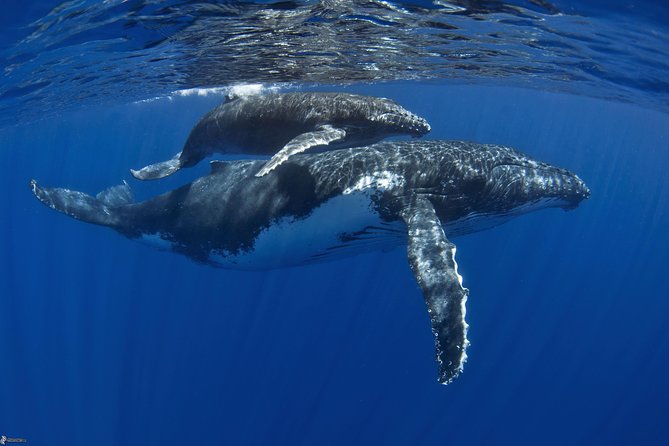 Half day whale tour 4h00 - Searching for humpback whales from July to November