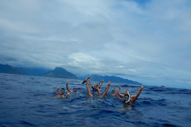 Half day whale tour 4h00 - Six people in the water at a time