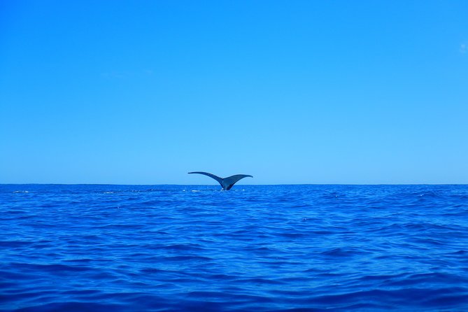 Half day whale tour 4h00 - Respecting whales in the open Pacific