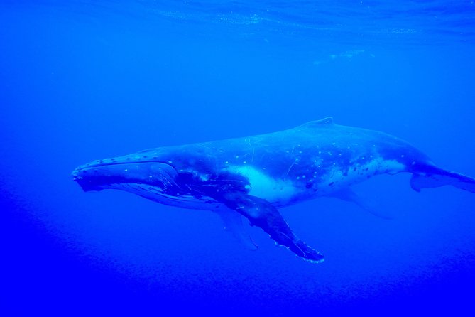 Half day whale tour 4h00 - Snorkeling around Ōpūnohu Bay