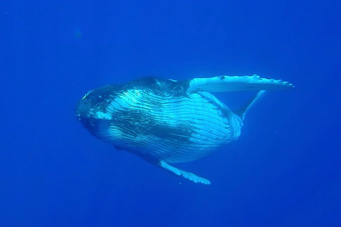 Half day whale tour 4h00 - The swimming test is an important part of the tour