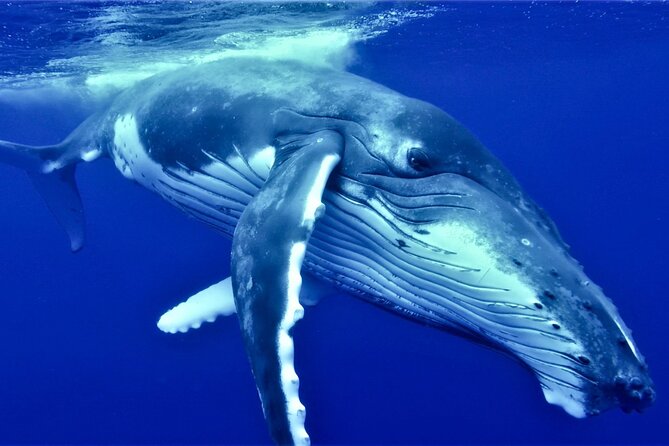 Half Day Whale Watching in a Small Shared Group - Key points to know before you book