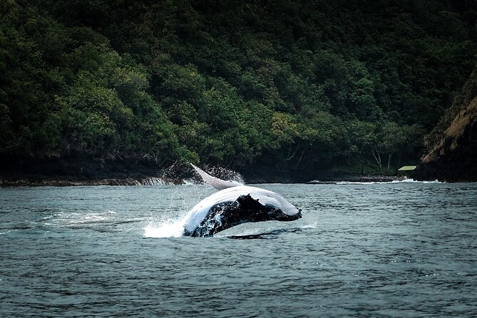 Half Day Whale Watching in a Small Shared Group - Why the six-person limit matters on the water