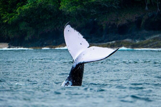 Half Day Whale Watching in a Small Shared Group - What happens if you enter the water