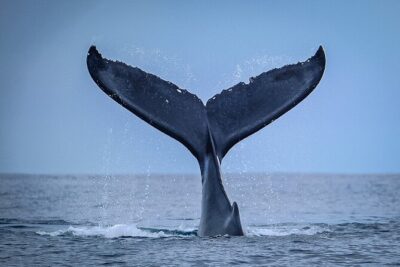 Half Day Whale Watching in a Small Shared Group