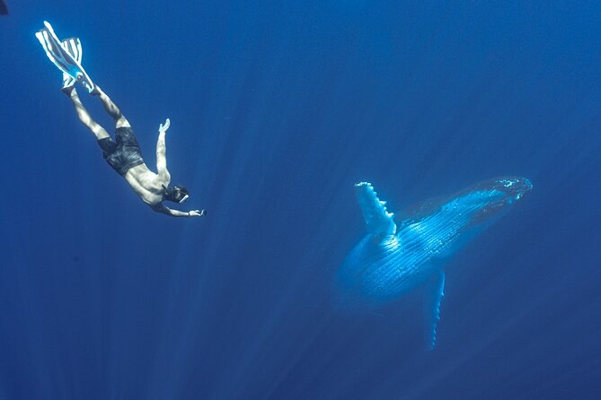 Half Day Whale Watching in a Small Shared Group - The guides make the difference