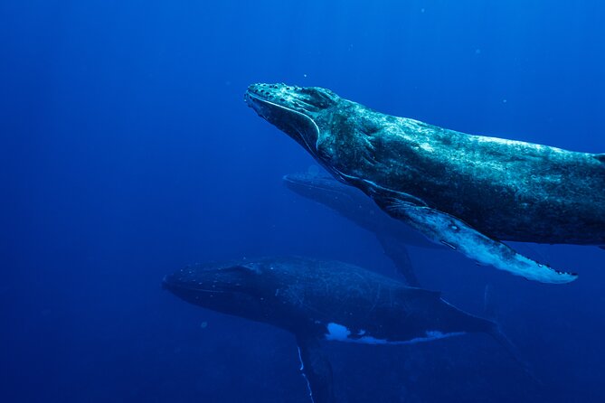Half Day Whale Watching in a Small Shared Group - Who will enjoy this outing most?