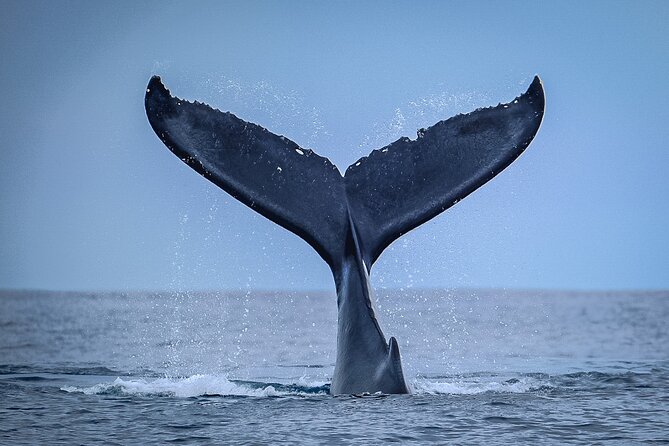 Half Day Whale Watching in a Small Shared Group - Meeting Tahiti’s humpback whales