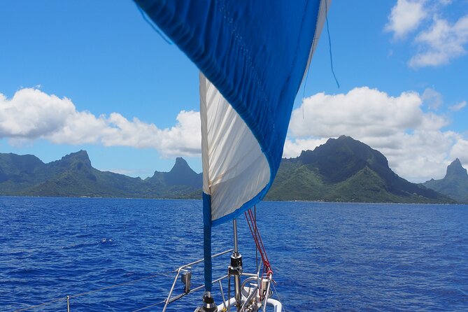 Half day whale watching - Without launch - What this Moorea boat trip actually offers