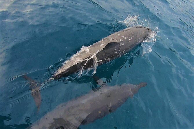 Half day whale watching - Without launch - The crew and the tone onboard
