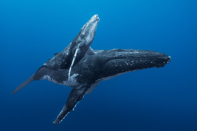 Half day Whales watching PRIVATE group - Key Points Before You Book