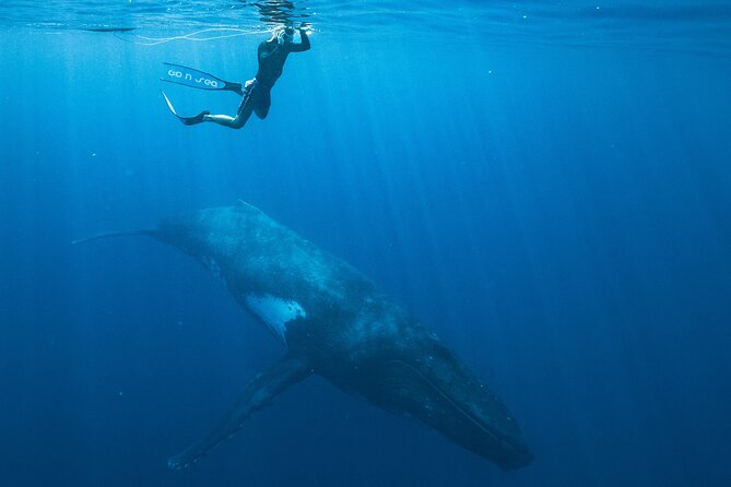 Half day Whales watching PRIVATE group - Snacks, Local Fruit, and Optional Snorkeling