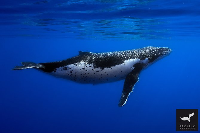 Humpback whale watching and marine life in Moorea - Why Moorea is a fine place to watch humpbacks