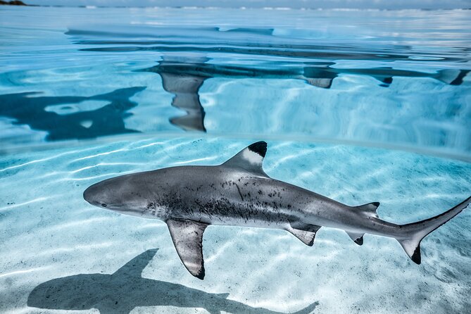 Humpback whale watching and marine life in Moorea - The marine life may extend well beyond humpbacks