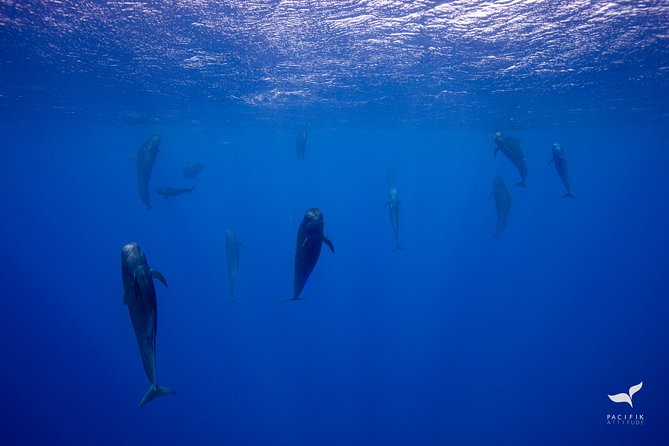 Humpback whale watching and marine life in Moorea - Guides and captains make a real difference