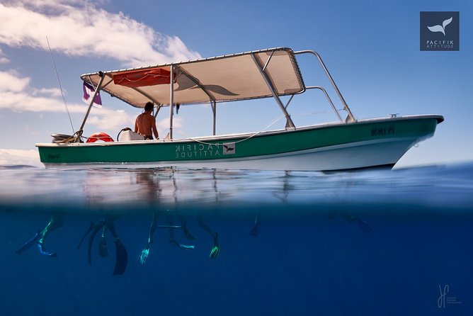 Humpback whale watching and marine life in Moorea - Swimming with whales: extraordinary, but never owed to you