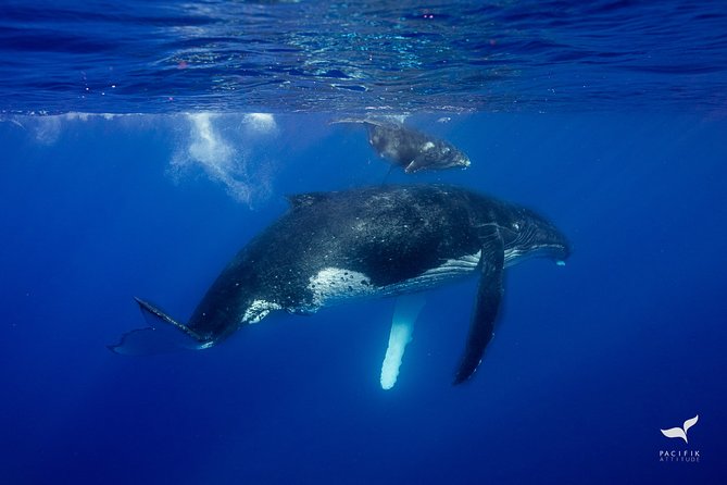 Humpback whale watching and marine life in Moorea - Boat size, water conditions, and comfort