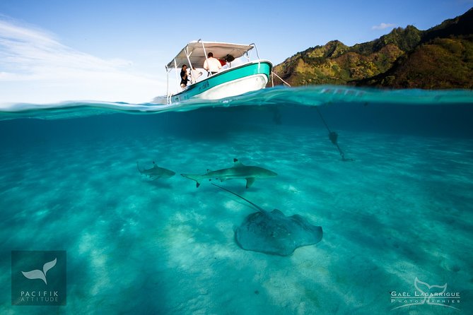 Humpback whale watching and marine life in Moorea - Food and the small touches