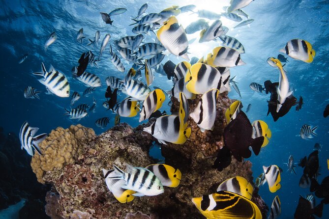 Introductory Dive in Bora Bora (afternoon) - Starting at Bora Diving Center on Matira Beach