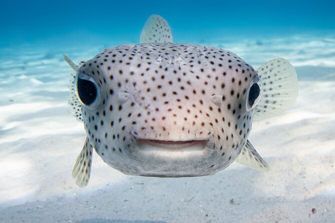 Introductory Dive in Bora Bora (afternoon) - The Guides Make the Biggest Difference