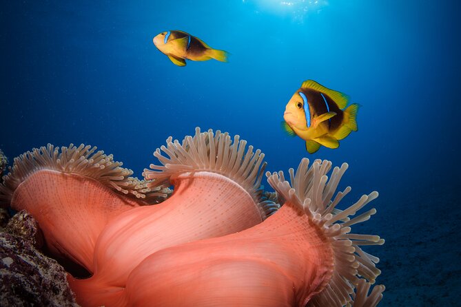 Introductory Dive in Bora Bora (afternoon) - Is $136.65 a Fair Price?
