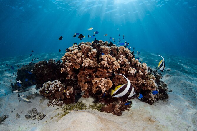 Introductory Dive in Bora Bora (afternoon) - What the Coral Garden Adds to the Afternoon