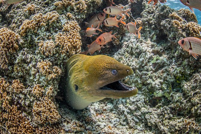 Introductory Scuba Diving Experience in Bora Bora - What the $153.04 price includes
