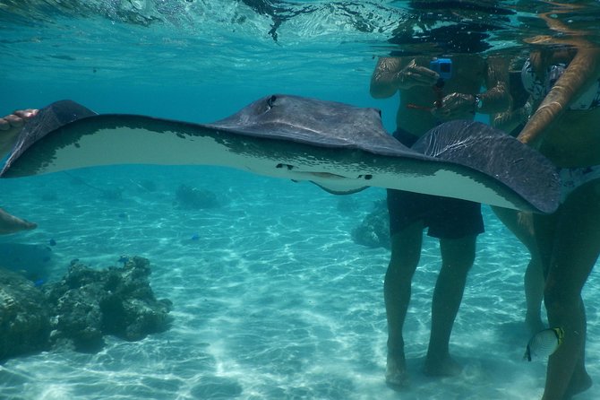 Jet-ski excursion 3 hrs Jet ski excursion to Moorea (single or two-seater) - Stingrays and Blacktip Sharks in the Lagoon