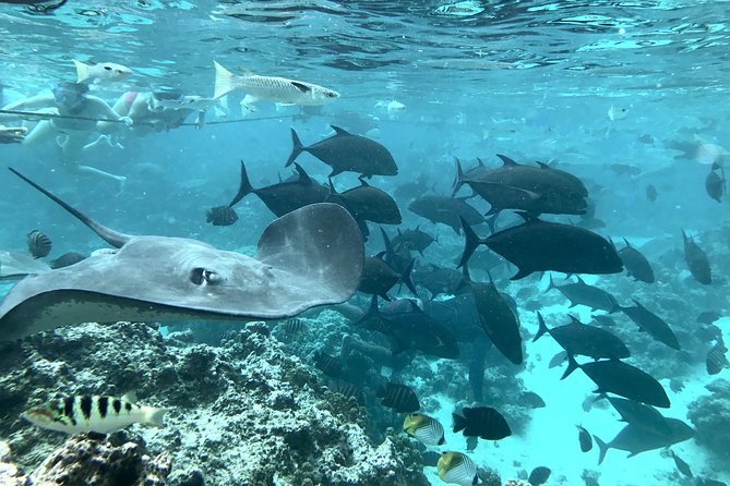 Jet Ski Moorea Customed Tour only - Is $279.37 Good Value for Two?