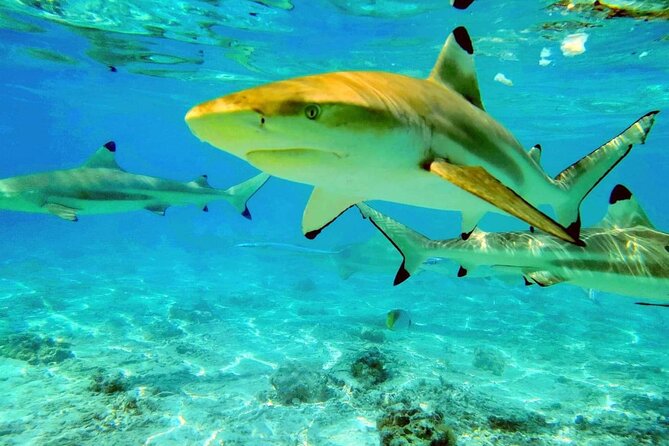 Keishi Tour Half Day Shared Excursion - Circling Bora Bora by outrigger canoe