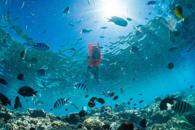 Keishi Tour Half Day Shared Excursion - Snorkeling across coral gardens and fish-filled water