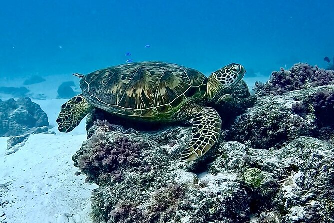 Lagoon and Marine Wildlife Tour in Moorea - Marine wildlife, dolphins, and responsible viewing