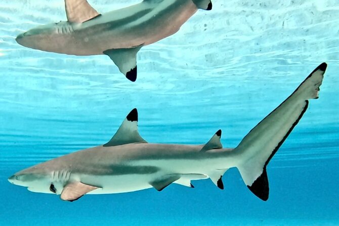 Lagoon and Marine Wildlife Tour in Moorea - Who should book this three-hour outing