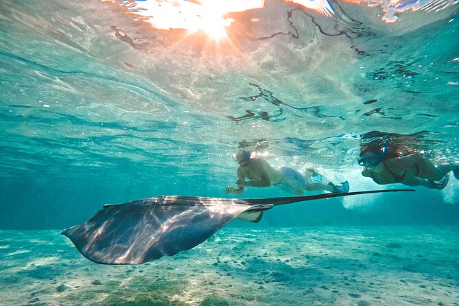 Lagoon and Wildlife Discovery on a Private Boat in Moorea - Snorkeling through the coral garden